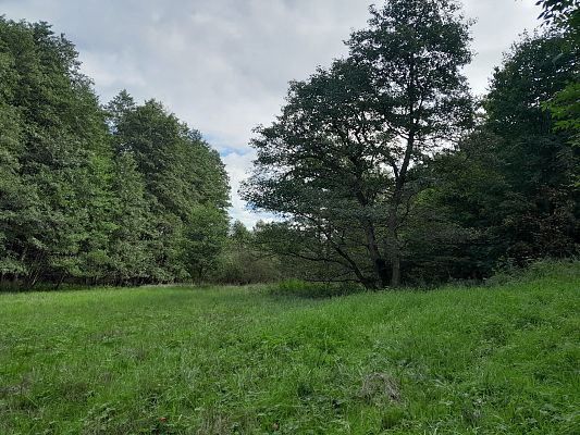 Użutek ekologiczny Dolina Czystej Wody. fot. A. Kowalewska Zdjęcie przedstawia zieloną łąkę i drzewa w tle na użytku ekologicznym Dolina Czystej Wody.