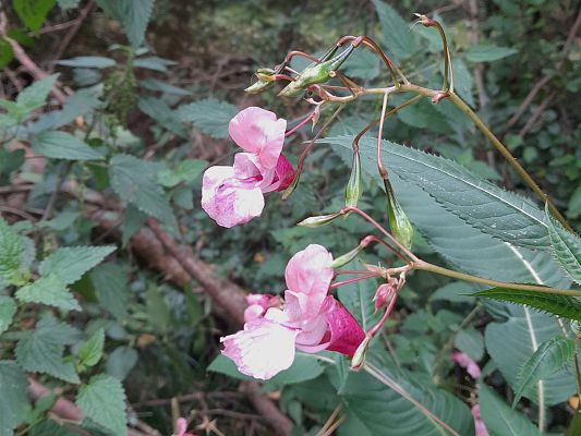 Niecierpek gruczołowaty. fot. A. Kowalewska Zdjęcie przedstawia niecierpka gruczołowatego, roślinę o różowych kwaitach i ciemnozielonych liściach.