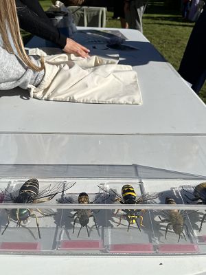 modele owadów a w tle ukryte w woreczkach płaskorzeźby, fot. AB na stole modele owdów w tle woreczki, w które dzieci włożyły ręce.