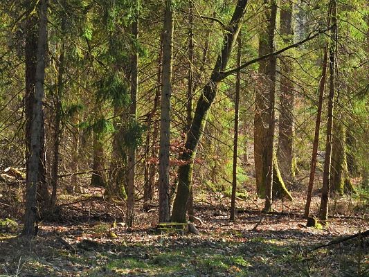 Gęsty, mieszany las z wysokimi drzewami iglastymi i liściastymi, oświetlony miękkim światłem słonecznym. Na ziemi leżą suche liście, gałęzie i mchy, a między pniami widać delikatne promienie światła przenikające przez korony drzew. Atmosfera
