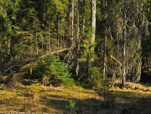 Gęsty las iglasty oświetlony słońcem. Widać wysokie sosny i świerki, niektóre z uschniętymi gałęziami, a także młode drzewka rosnące na porośniętym mchem i trawą podłożu. Na ziemi leży powalony pień drzewa, a światło słoneczne tworzy plamy