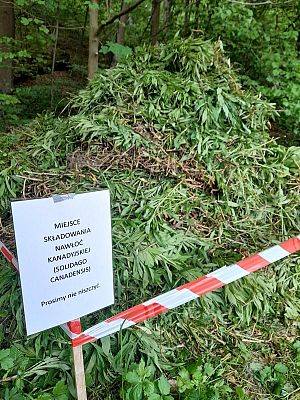 Grafika Wspólne usuwanie nawłoci w ramach akcji pn. „Nie nasza nawłoć”