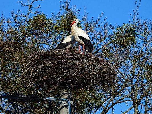 Para ptaków na gnieździe zbudowanym na jednym z czynnych słupów energetycznych w Łężycach (fot. Dariusz Ożarowski) Grafika Pierwsze bociany już na gniazdach