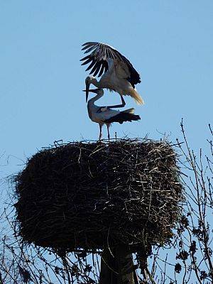 Para kopulujących ptaków na gnieździe zlokalizowanym na odłączonym od sieci słupie w sąsiedztwie obwodnicy wsi Łężyce (fot. Dariusz Ożarowski) Grafika Pierwsze bociany już na gniazdach