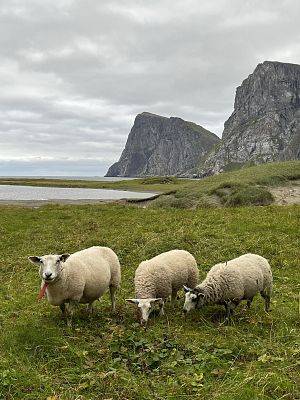 Trzy owce na trawie, w tle góry.