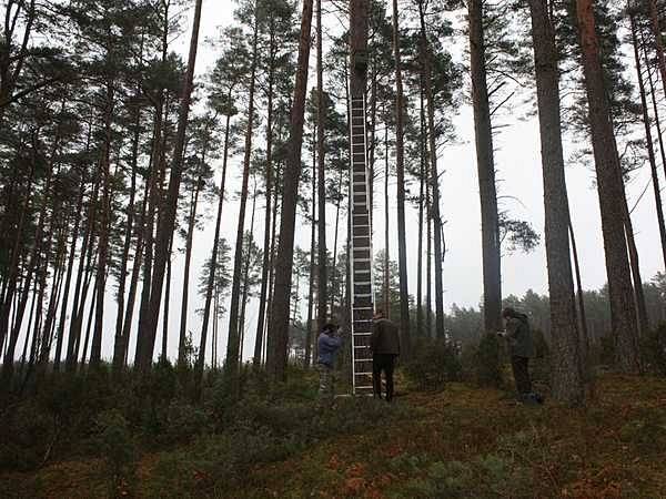 Kontrola zasiedlenia budek lęgowych dla włochatki na terenie Zaborskiego Parku Krajobrazowego grafika