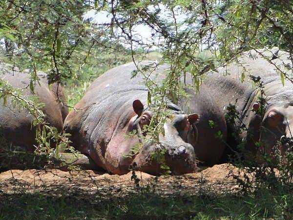 Fauna Tanzanii na spotkaniu Trójmiejskiej Grupy Lokalnej OTOP grafika