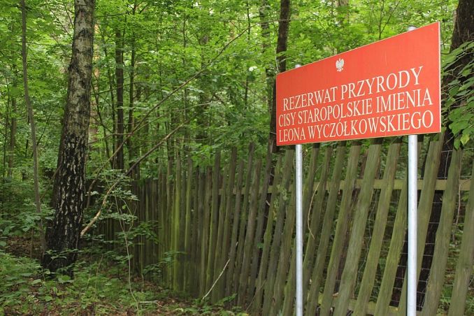 Grafika Warsztaty terenowe „Rezerwat Biosfery Bory Tucholskie”