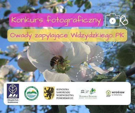 Konkurs fotograficzny "Owady zapylające Wdzydzkiego Parku Krajobrazowego" grafika