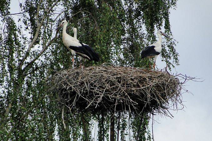 Kontrola zasiedlenia gniazd bociana białego w Trójmiejskim Parku Krajobrazowym i jego otulinie grafika