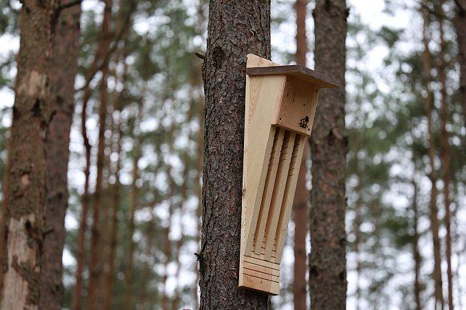 Nowe budki lęgowe dla ptaków i schrony dla nietoperzy we Wdzydzkim Parku Krajobrazowym grafika