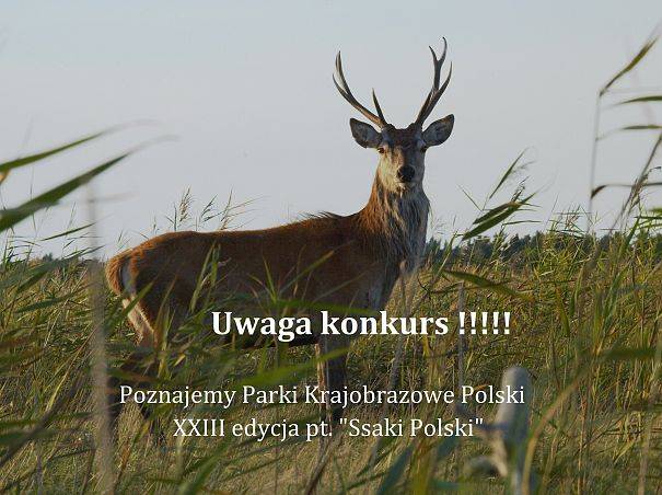 XXIII Edycja Ogólnopolskiego Konkursu "Poznajemy Parki Krajobrazowe Polski" grafika