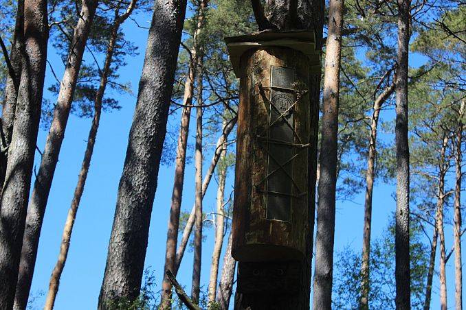 Grafika Wiosenny przegląd i nowe kłody bartne we Wdzydzkim Parku Krajobrazowym