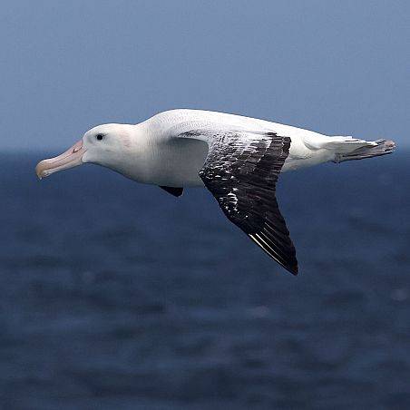 Z Durbanu ku Antarktyce! Rejs Flock to Marion 2025 czyli ekoturystyka w służbie ochrony ptaków morskich”. Grafika Z Durbanu ku Antarktyce! Rejs Flock to Marion 2025 czyli ekoturystyka w służbie ochrony ptaków morskich”.