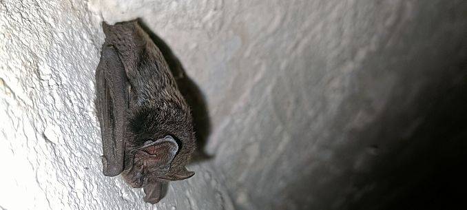 Monitoring zimujących nietoperzy w PKDS, 2026 r. Grafika Monitoring zimujących nietoperzy w PKDS, 2026 r.