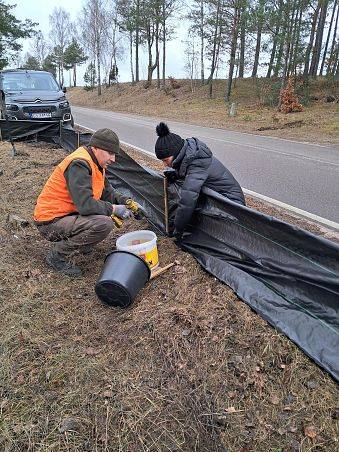 Grafika Akcja „Płazy” rozpoczęta - edycja 2026