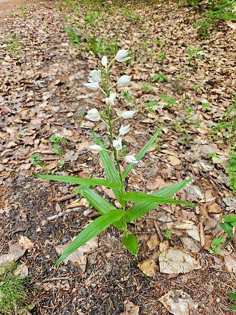 Grafika Nowy gatunek w Kaszubskim Parku Krajobrazowym - Buławnik mieczolistny Cephalanthera longifolia (L.) Fritsch