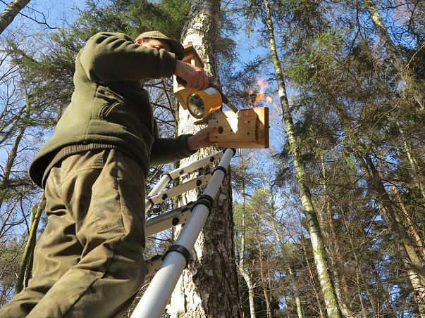 Grafika Kontrola budek lęgowych dla ptaków na terenie Władysławowa