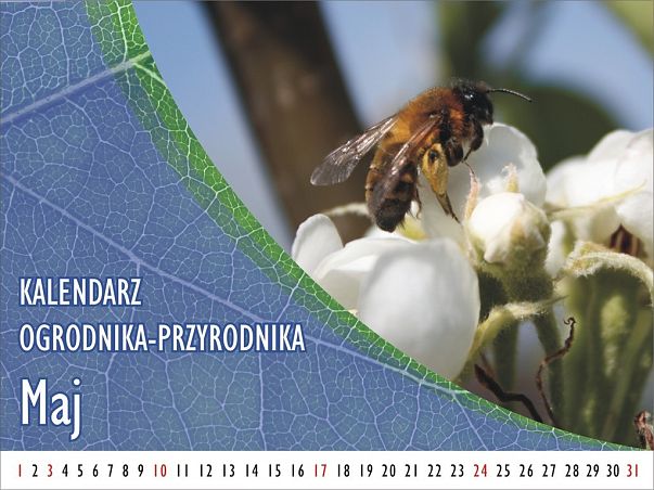 Grafika Kalendarz ogrodnika-przyrodnika - Maj
