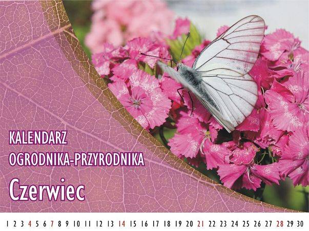 Kalendarz ogrodnika-przyrodnika - Czerwiec grafika