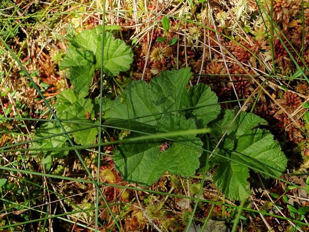 Grafika Coroczna kontrola stanowiska maliny moroszki w Trójmiejskim Parku Krajobrazowym