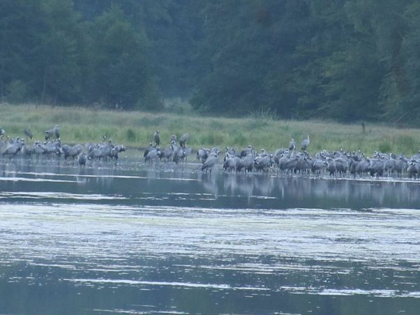 Grafika Trwa monitoring noclegowisk żurawi w Parku Krajobrazowym „Dolina Słupi”