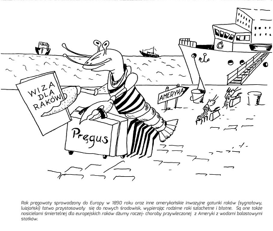 Grafika Weź udział w konkursie na najlepszy komiks - „Najeźdźcy- obce gatunki w natarciu”