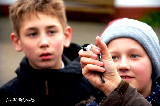 Grafika „Ptasie zimowanie” i nie tylko