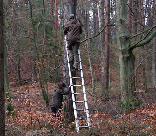Grafika Czyszczenie budek i schronów dla nietoperzy