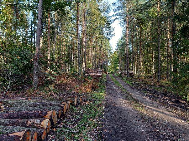 Moratorium Ministra Klimatu i Środowiska dla lasów Trójmiejskiego Parku Krajobrazowego grafika