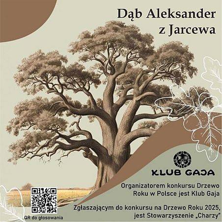 Grafika Dąb Aleksander z Jarcewa znalazł się w finale konkursu Drzewo Roku 2025!