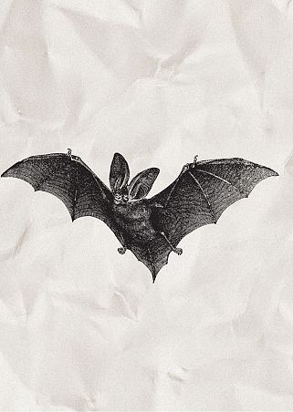 Skrzydlate noce w parkach Grafika Skrzydlate noce w parkach