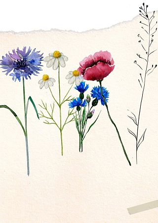 Łąka jak z obrazka-wciąż czekamy na Wasze zielniki! Grafika Łąka jak z obrazka-wciąż czekamy na Wasze zielniki!