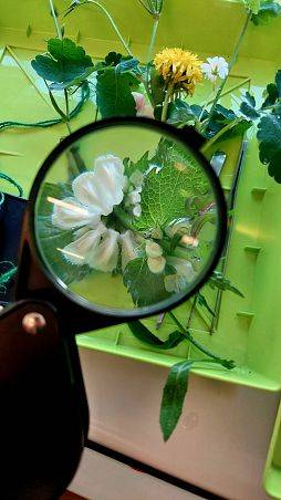 Grafika Rodzinny Bioblitz